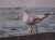 une mouette est posée sur un bord avec la mer au fond.