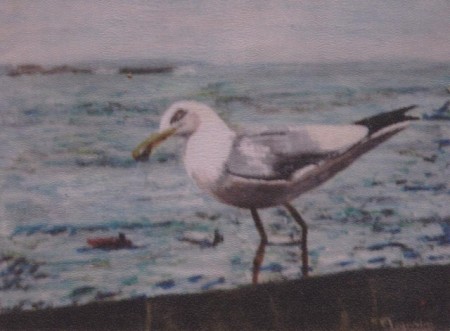 une mouette est posée sur un bord avec la mer au fond.